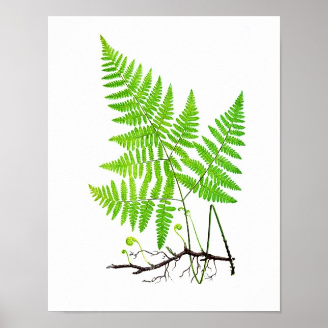 Antique Fern Print No.1 Botanical Illustration (Front)