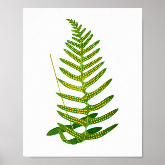 Antique Fern Print No.2 Botanial Art (Front)