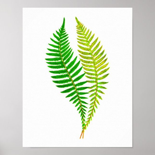 Antique Fern Print No.4 Green Nature Botanical Art (Front)