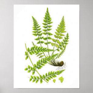Antique Fern Print No.6 Green Nature Botanical Art