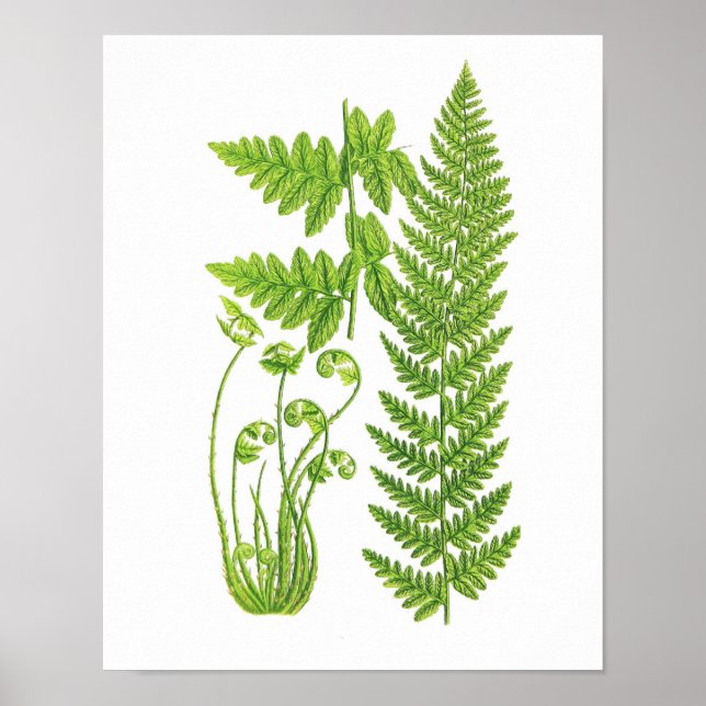 Antique Fern Print No.7 Green Nature Botanical Art (Front)