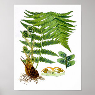 Antique Fern Print No.8 Green Nature Botanical Art