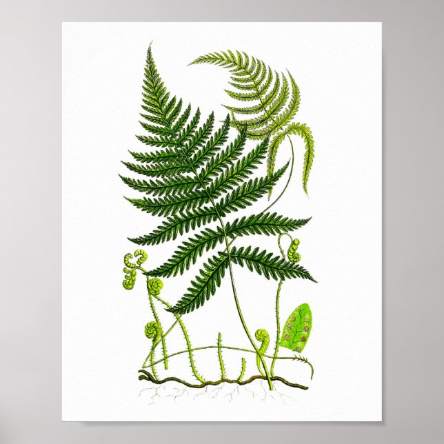 Antique Fern Print No.9 Green Nature Botanical Art (Front)