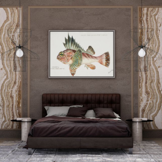 Antique Fish Neosebastes Scorpaenoides 1808 Poster (Creator Uploaded)