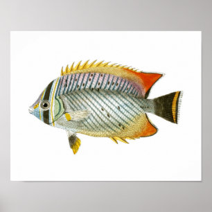 Antique Fish Print no. 9 Beach House Decor Art