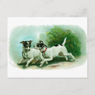 Antique Fox Terrier Illustration Postcard