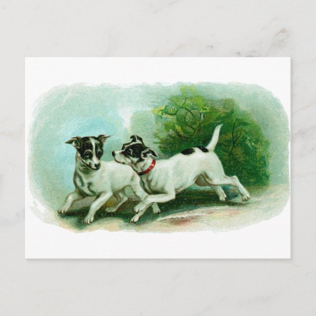 Antique Fox Terrier Illustration Postcard (Front)