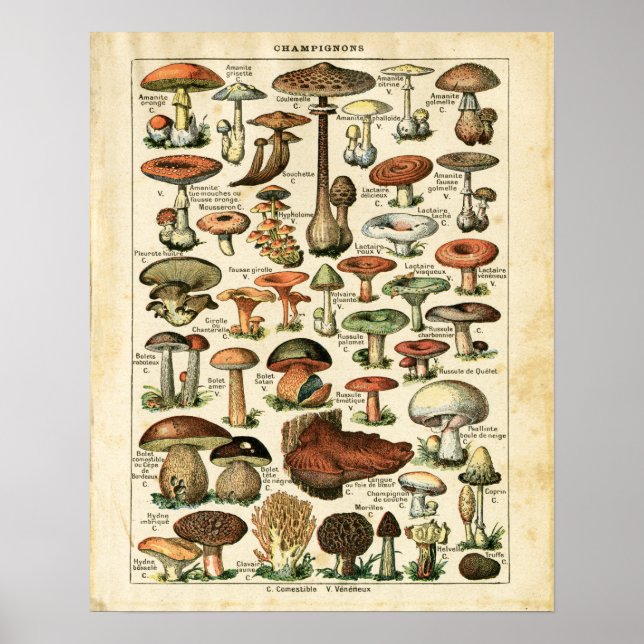 Antique French mushrooms chart print. (Front)