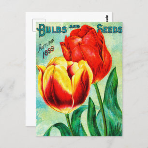 Antique Garden Advertisement, Yellow Red Tulips Postcard
