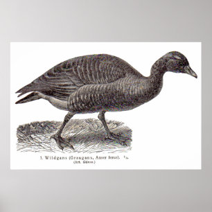 antique German avian print Wildgans wild goose
