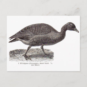 antique German avian print Wildgans wild goose Postcard