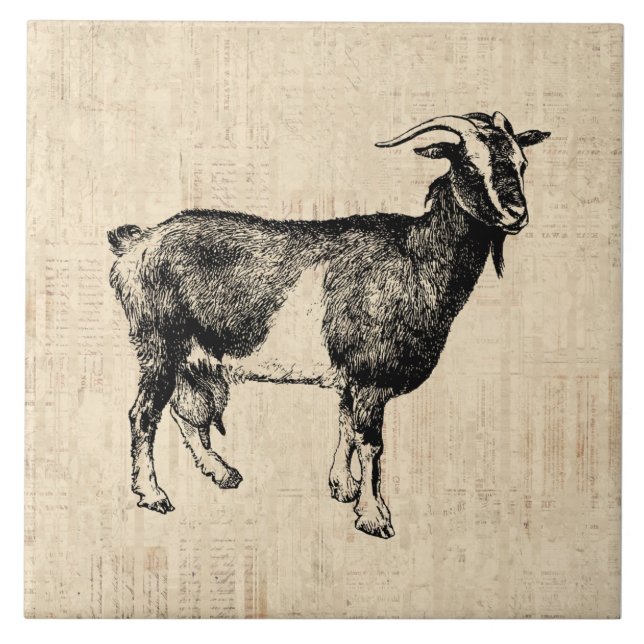Antique Goat Illustration with Script Background Ceramic Tile (Front)