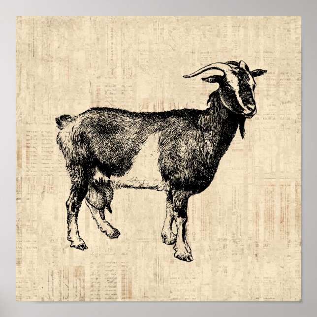 Antique Goat Illustration with Script Background Poster (Front)