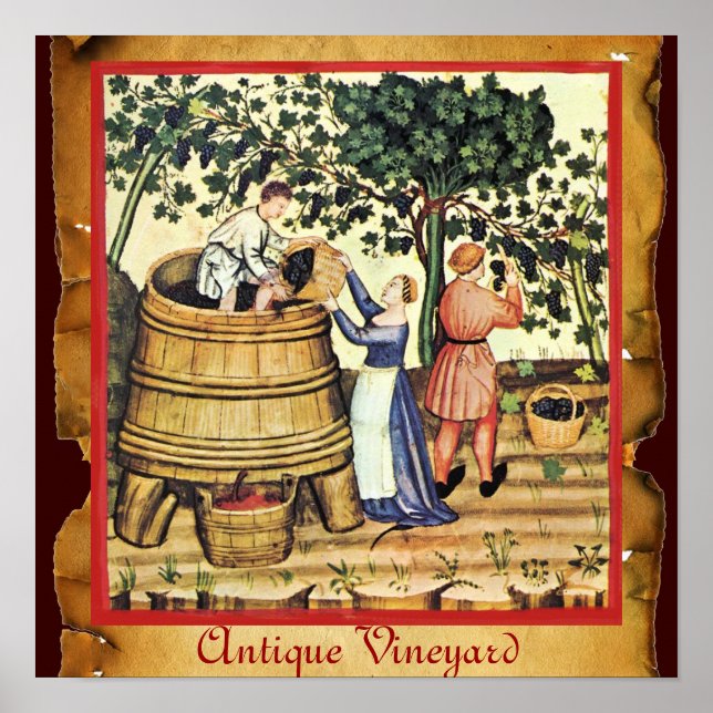 ANTIQUE GRAPE VINEYARD HARVEST PARCHMENT POSTER (Front)
