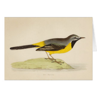 Antique Grey Wagtail Art