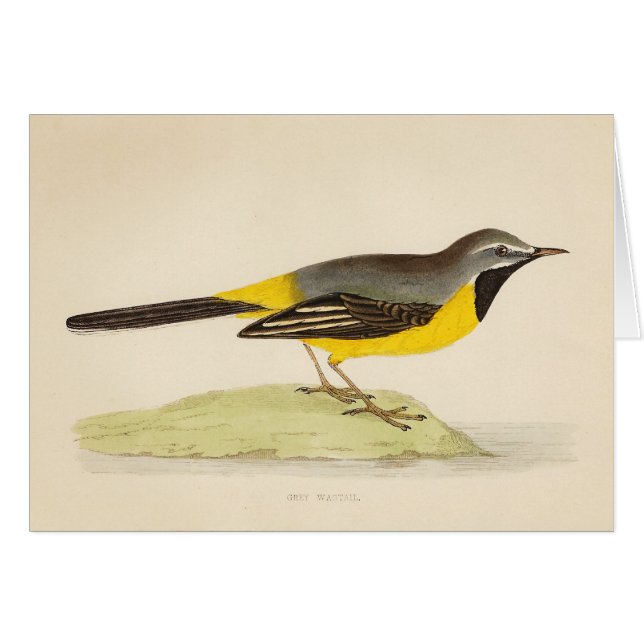 Antique Grey Wagtail Art (Front Horizontal)