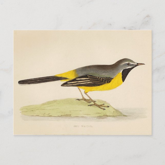 Antique Grey Wagtail Art Postcard (Front)