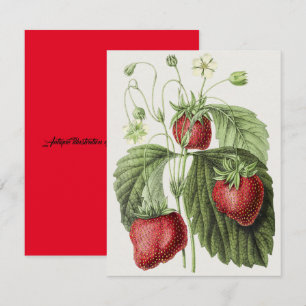Antique illustration of Fraise reine des belges.   Card
