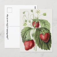 Antique illustration of Fraise reine des belges.  