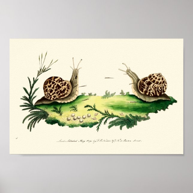 Antique Illustration of Garden Snails Poster (Front)