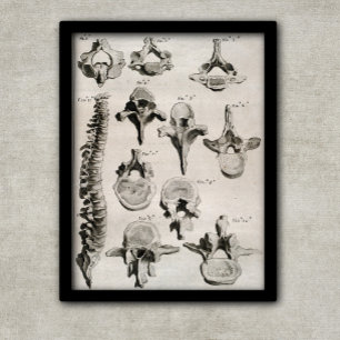 Antique Illustration of Spine, Vertebral Column Poster
