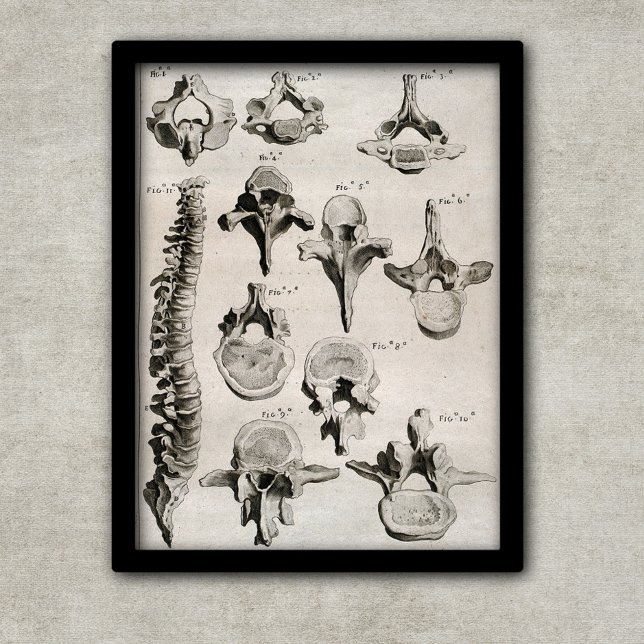 Antique Illustration of Spine, Vertebral Column Poster (Creator Uploaded)