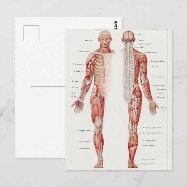 Antique Illustration of the Human Nervous System Postcard (Front/Back)