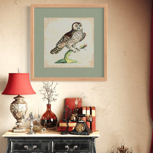 Antique Italian Owl Engraving Vintage Nature Poster