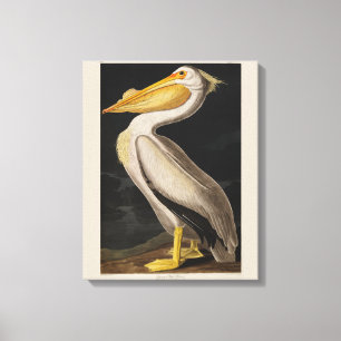 Antique John James Audubon White Pelican Coastal Canvas Print