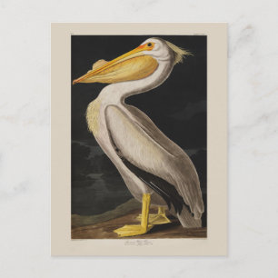 Antique John James Audubon White Pelican Coastal Postcard