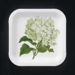 Antique Light Green and White Hydrangea Blossom Paper Plate<br><div class="desc">An antique illustration of a light lime green and white hydrangea bloom takes centre stage on this paper party plate and coordinates seamlessly with various events from bridal showers to baby showers and everything in between.</div>