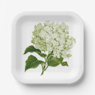 Antique Light Green and White Hydrangea Blossom Paper Plate