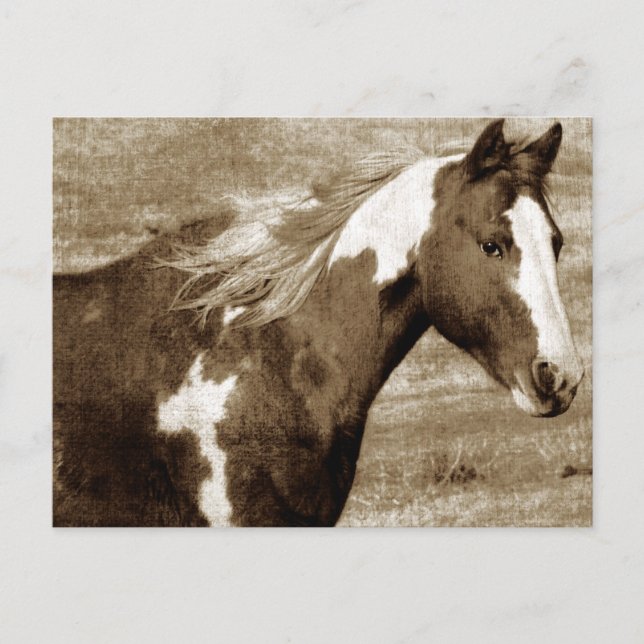 Antique Looking Paint Mare Postcard (Front)