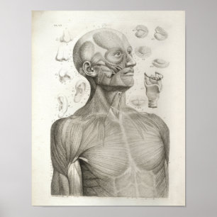Antique Medical Anatomy Print Muscles Head Neck