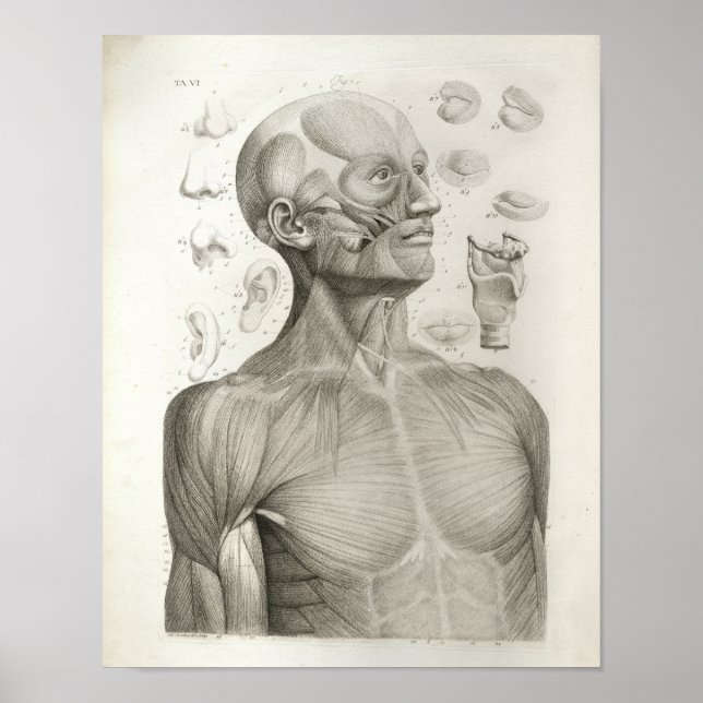 Antique Medical Anatomy Print Muscles Head Neck (Front)