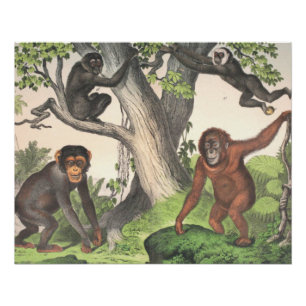 Antique Monkeys Print