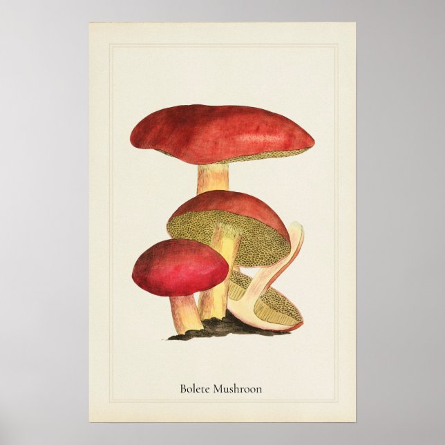 Antique Mushroom Art Print  (Front)