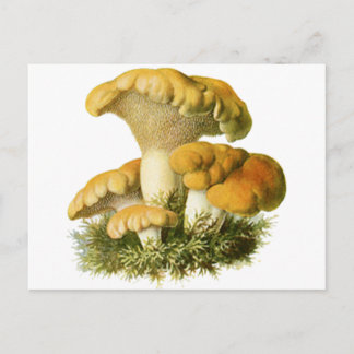 Antique Mushroom Print 13 Postcard