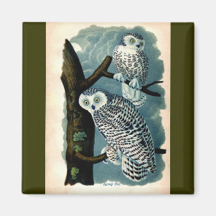 Antique Natural History Snowy Owl Print Magnet