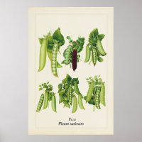 Antique Pea Botanical Illustration, Kitchen Art