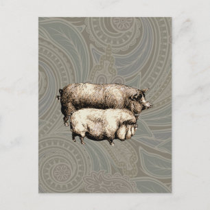 Antique Pigs Vintage piggy drawing Postcard