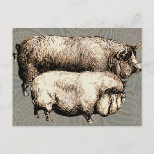 Antique Pigs Vintage piggy drawing Postcard