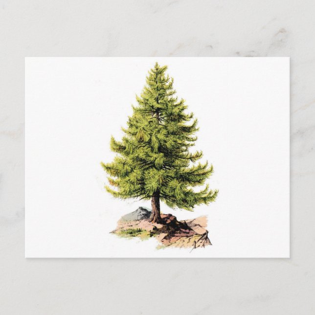 Antique Pine Tree Print Postcard (Front)