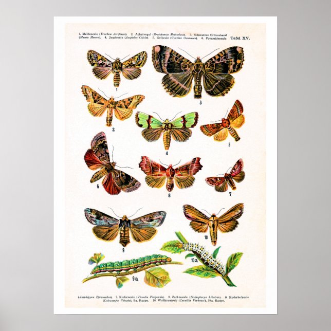 Antique plate, butterflies of Europe: plate 15 Poster (Front)