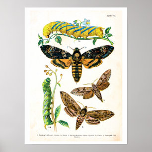 Antique plate, butterflies of Europe: plate 7 Poster