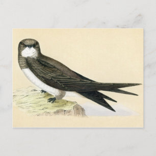 Antique Print of a Alpine Swift Postcard