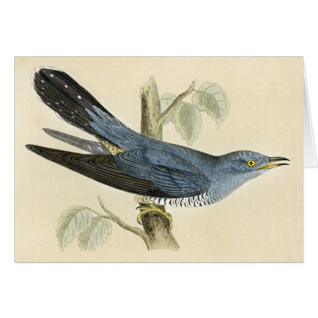 Antique Print of a Common Cuckoo (Front Horizontal)