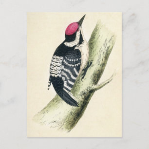 Antique Print of a Lesser Spotted Woodpecker Postcard