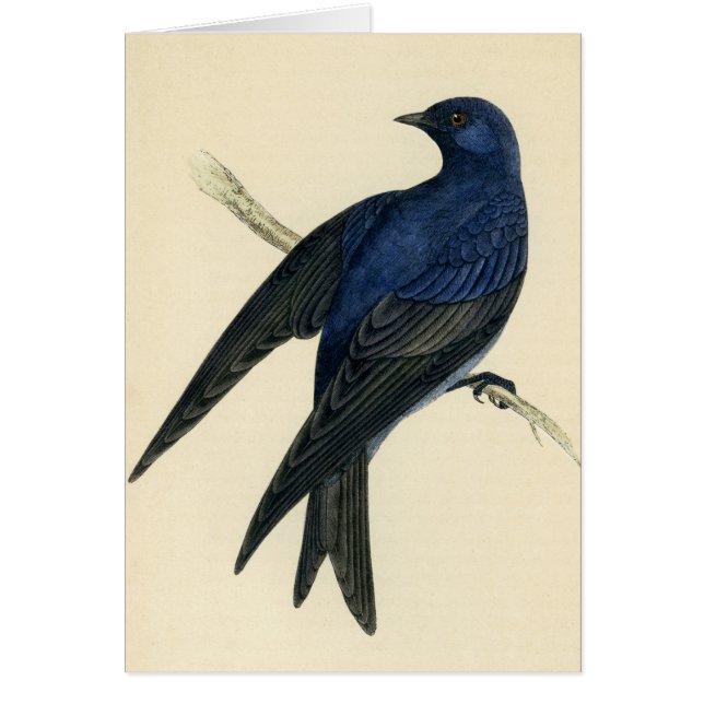 Antique Print of a Purple Martin (Front)