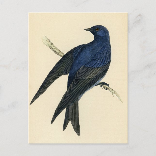 Antique Print of a Purple Martin Postcard (Front)